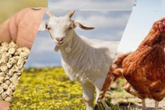 دام سبک پر بازده