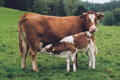 پروار بندی گوساله