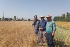 کشت دانه های روغنی