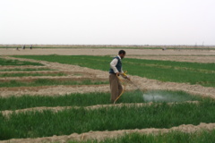 اجرای طرح های تحقیقاتی با هدف شورورزی در ایستگاه رودشت