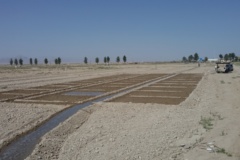 اجرای طرح های تحقیقاتی با هدف شورورزی در ایستگاه رودشت