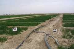 اجرای طرح های تحقیقاتی با هدف شورورزی در ایستگاه رودشت