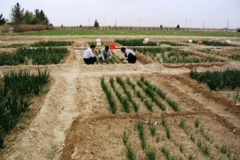 اجرای طرح های تحقیقاتی با هدف شورورزی در ایستگاه رودشت