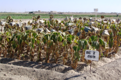 اجرای طرح های تحقیقاتی با هدف شورورزی در ایستگاه رودشت