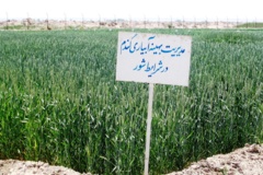 اجرای طرح های تحقیقاتی با هدف شورورزی در ایستگاه رودشت