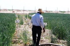 اجرای طرح های تحقیقاتی با هدف شورورزی در ایستگاه رودشت