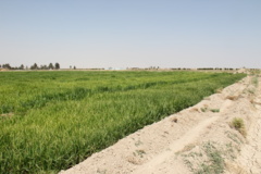 ارزن دم روباهی