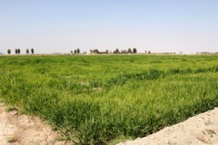 ارزن دم روباهی