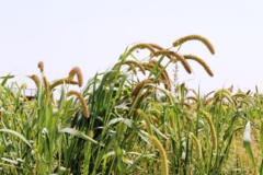 ارزن دم روباهی