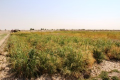 ارزن دم روباهی