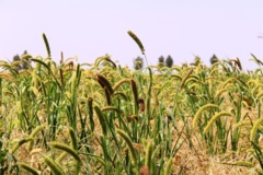 ارزن دم روباهی