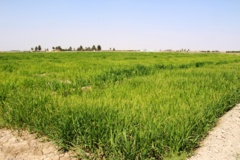 ارزن دم روباهی