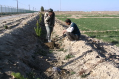 نهال کاری اطراف ایستگاه