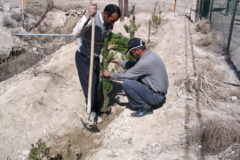 نهال کاری اطراف ایستگاه