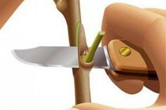 آموزش پیوند جوانه خواب یا پیوند شکمی