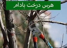 آموزش هرس درخت بادام 