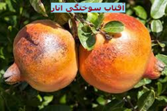 آفتاب سوختگی انار