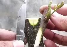 پیوند اسکنه درخت گردو