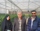 برگزاری دوره آموزشی شناخت آفات و بیماری‌های گلخانه‌ای