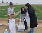 اجرای طرح های تحقیقی ترویجی تغذیه گندم بصورت PNT در مزارع کشاورزان شهرستان هرند اصفهان
