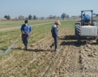بازدید رئیس مرکز اصفهان از روند مبارزه با علف های هرز مزارع بذری غلات