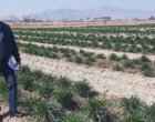 کنترل شیمیایی و مکانیکی علفهای هر