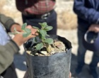 هماهنگی اجرای طرح کشت گونه های کور و اپنتیا