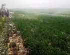 شیوع شته مومی و کنترل آن در مزارع کلزا