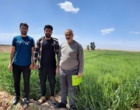 نظارت بر مزارع گندم و جو