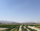 بازدید از طرح VCU کلزا در مرحله گلدهی