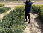 بازدید از طرح VCU کلزا در مرحله گلدهی