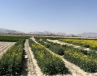 بازدید از طرح VCU کلزا در مرحله گلدهی