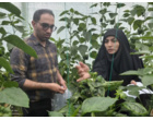 نمونه برداری جهت بررسی میزان باقی مانده سموم روی محصول