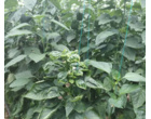 نمونه برداری جهت بررسی میزان باقی مانده سموم روی محصول