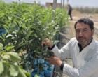 نظارت بر تولید نهال سالم و گواهی شده