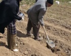 بازدید از نهالستان پایه بذری و نمونه برداری از خاک