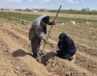 بازدید از نهالستان پایه بذری و نمونه برداری از خاک