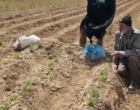 بازدید از نهالستان پایه بذری و نمونه برداری از خاک