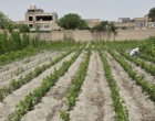 بازدید از نهالستان های اصفهان