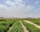 یادداشت برداری و حذف علفهای هرز طرح VCU کلزا
