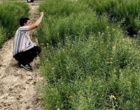 یادداشت برداری و حذف علفهای هرز طرح VCU کلزا
