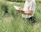 یادداشت برداری و حذف علفهای هرز طرح VCU کلزا
