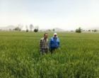 کنترل و پایش مزارع تکثیر بذر گندم و جو