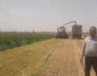 روز مزرعه خصیل جو