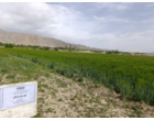 مزارع بذر پرورشی جو و گندم در ایستگاه تحقیقات دامپروری کشاورزی شهرستان گلپایگان اصفهان