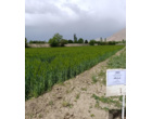 مزارع بذر پرورشی جو و گندم در ایستگاه تحقیقات دامپروری کشاورزی شهرستان گلپایگان اصفهان