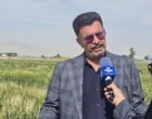 برگزاری روز ملی غلات و انتقال یافته ها در ایستگاه تحقیقاتی کبوترآباد مرکز تحقیقات و آموزش کشاورزی و منابع طبیعی استان اصفهان