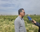 برگزاری روز ملی غلات و انتقال یافته ها در ایستگاه تحقیقاتی کبوترآباد مرکز تحقیقات و آموزش کشاورزی و منابع طبیعی استان اصفهان