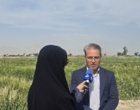 برگزاری روز ملی غلات و انتقال یافته ها در ایستگاه تحقیقاتی کبوترآباد مرکز تحقیقات و آموزش کشاورزی و منابع طبیعی استان اصفهان