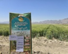 برگزاری روز مزرعه در مجموعه تحقیقاتی فکا با مشارکت مرکز تحقیقات و آموزش کشاورزی و منابع طبیعی استان اصفهان